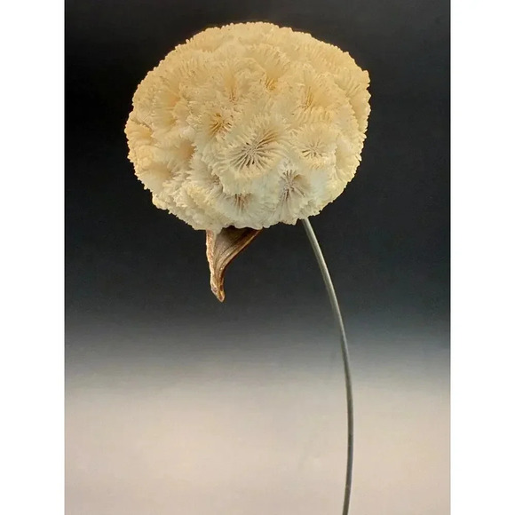 Vintage Delicate Brain Coral Flower Beetlejuice like Sculpture Alabaster Stone - Picture 4 of 8